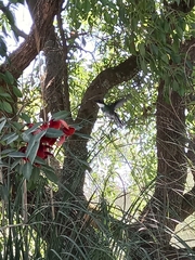 Leucochloris albicollis