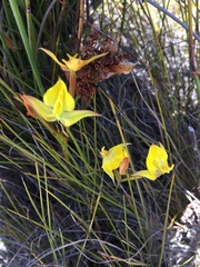 Disa tenuifolia