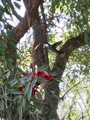 Leucochloris albicollis