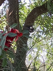 Leucochloris albicollis