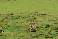 Metopidius indicus