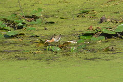 Metopidius indicus