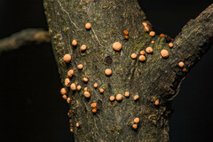 Nectria