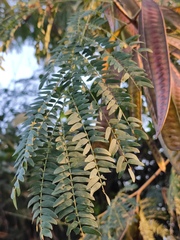 Leucaena leucocephala