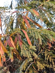 Leucaena leucocephala