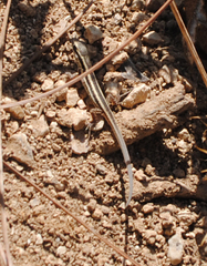 Ophisops elegans ehrenbergii