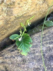 Streptocarpus pusillus