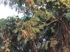 Leucaena leucocephala