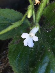 Streptocarpus pusillus