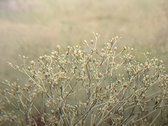 Eryngium
