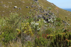 Erica perspicua