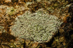 Buellia griseovirens