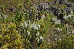 Erica perspicua