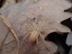 Micrommata virescens