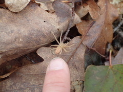 Micrommata virescens