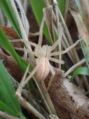 Micrommata virescens