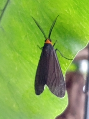 Philoros opaca