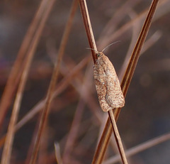 Acleris notana