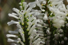 Erica perspicua