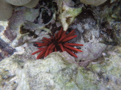 Heterocentrotus mamillatus