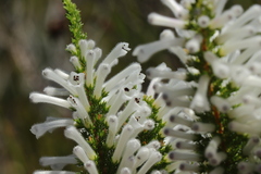 Erica perspicua