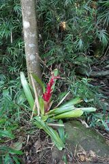 Vriesea philippocoburgi