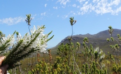 Erica perspicua