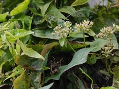 Mikania micrantha