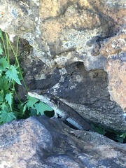 Pseudocordylus subviridis