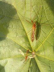 Nephrotoma