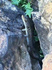 Pseudocordylus subviridis