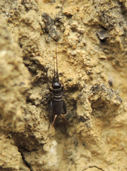 Melanogryllus desertus