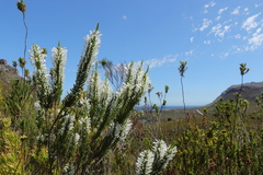 Erica perspicua