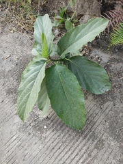 Ficus hispida