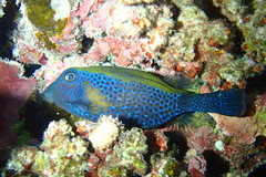 Ostracion cyanurus