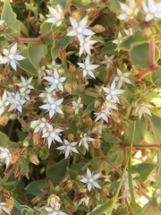 Crassula pellucida