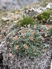 Potentilla nivea
