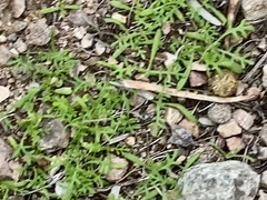 Oncosiphon pilulifer