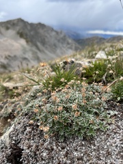 Potentilla nivea