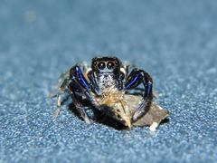 Chapoda