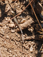 Ophisops elegans ehrenbergii