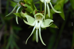 Habenaria