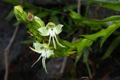 Habenaria