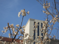 Prunus pseudocerasus