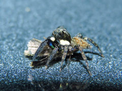 Chapoda