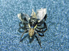 Chapoda