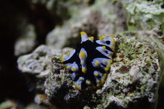 Phyllidia rueppelii