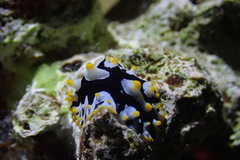 Phyllidia rueppelii
