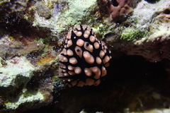 Phyllidiopsis sinaiensis