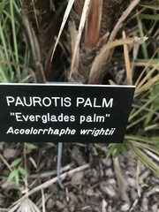 Acoelorraphe wrightii